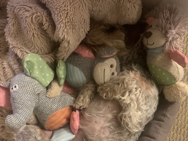 [Image: 58-DE758-B-C45-A-4-B5-B-82-F7-A031876-DC850.jpg]