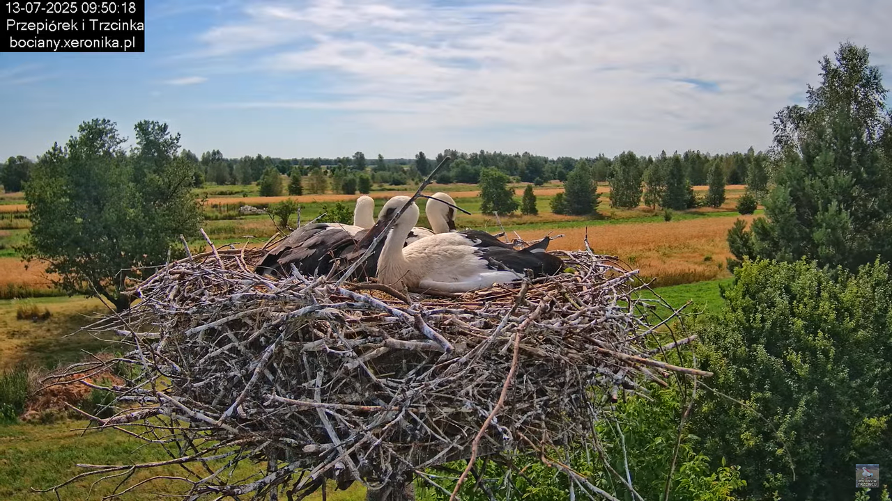13072025bociany21