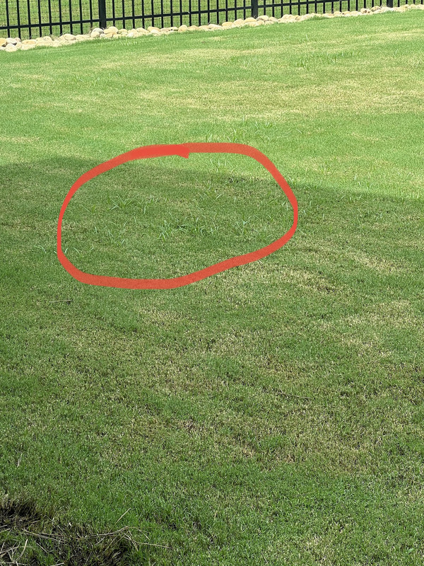 Help identifying weed | Lawn Care Forum