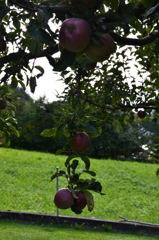 BRIENZ E ISELTWALD-9-9-2019 - Suiza y sus pueblos-2019 (70)