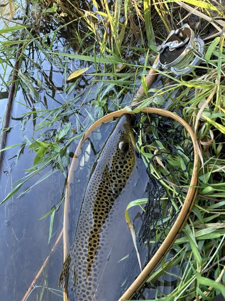 514946292 10233230104327747 6411551609091081568 n(1)