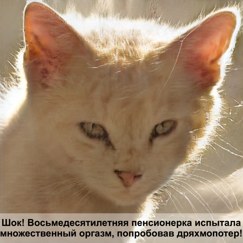 лысые кошки с шерстью