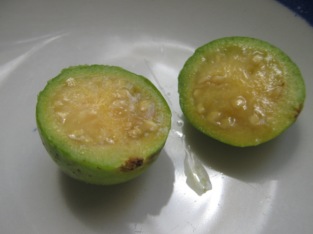 psidium_guineense_20160330T141322