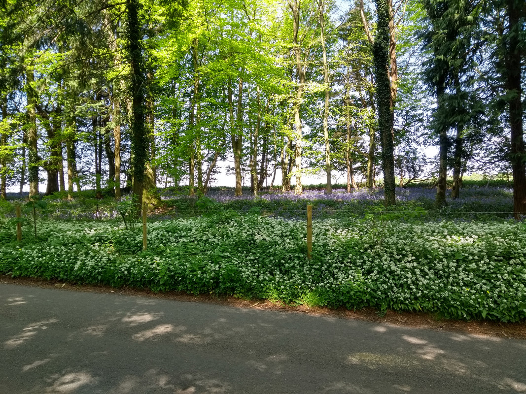 Wild garlic and bluebells double whammy, Wilts.