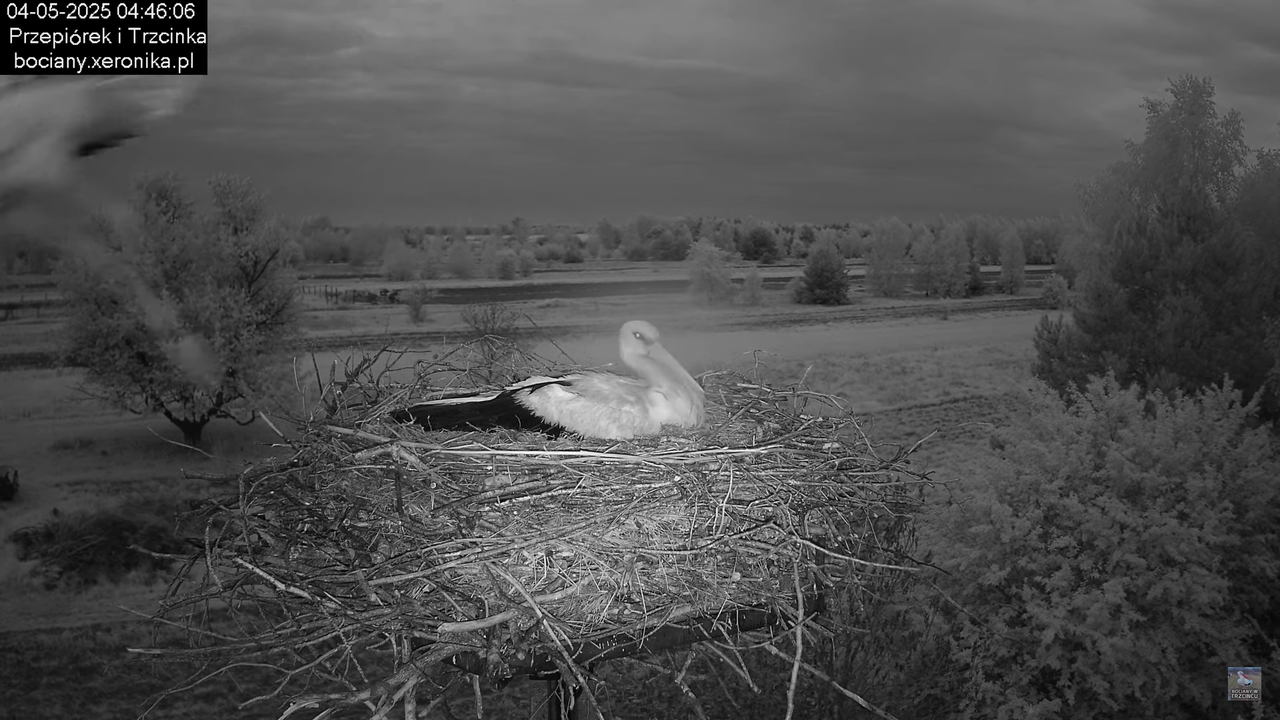 04052025bociany3