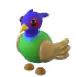 Green-Chested Pheasant