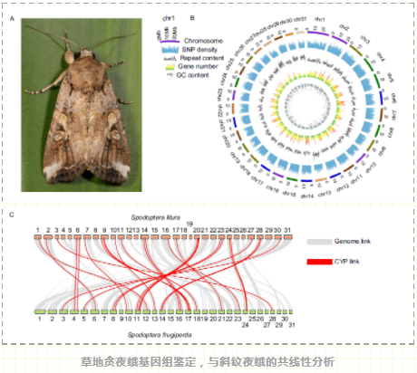 中国科学家成功破译草地贪夜蛾耐药基因-3.png