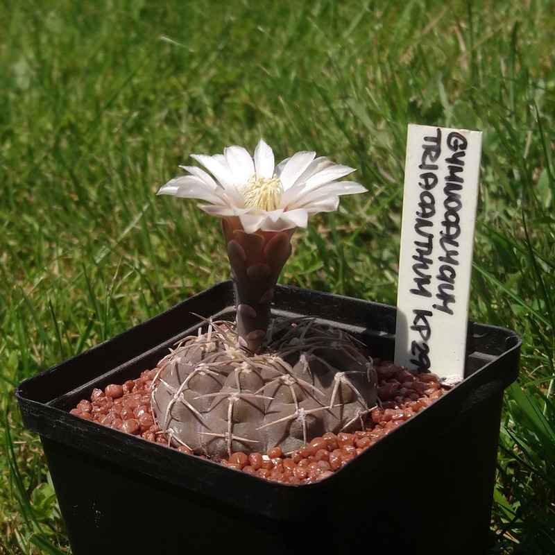 Gymnocalycium bodenbenderianum (triacanthum) KP nr 4