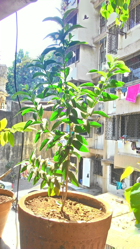 P_20160330_150130_HDR