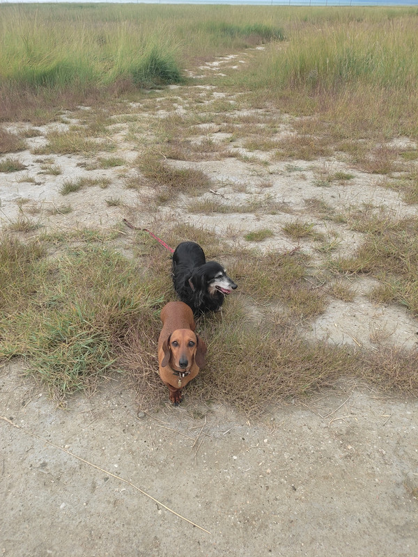 [Image: IMG-20240720-190634.jpg]