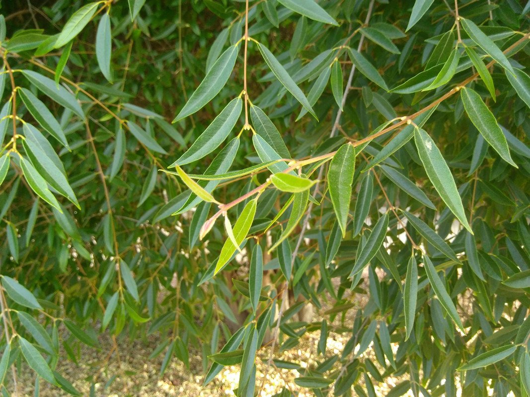 IMG_20190711_081346882(1)