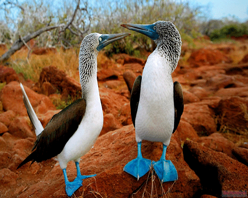 [Image: animalss-1.gif]