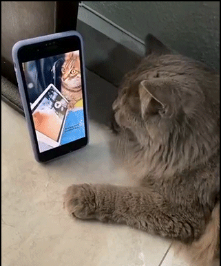 Funny-Cat-GIF-Amazing-2-cats-vibing-to-white-cat-vibing-to-Levan-Polkka-Vibing-Cat-No-39-ok.gif