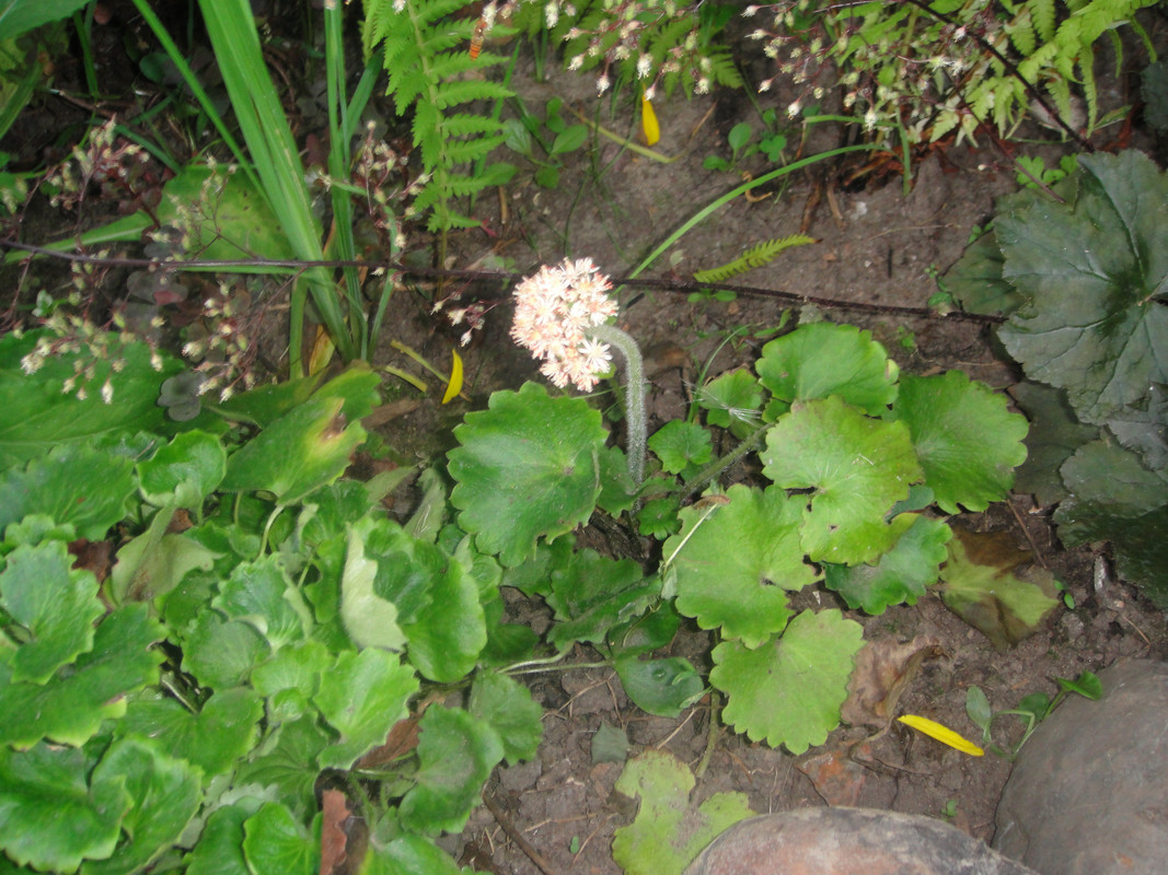 камнеломка тенистая (городская)