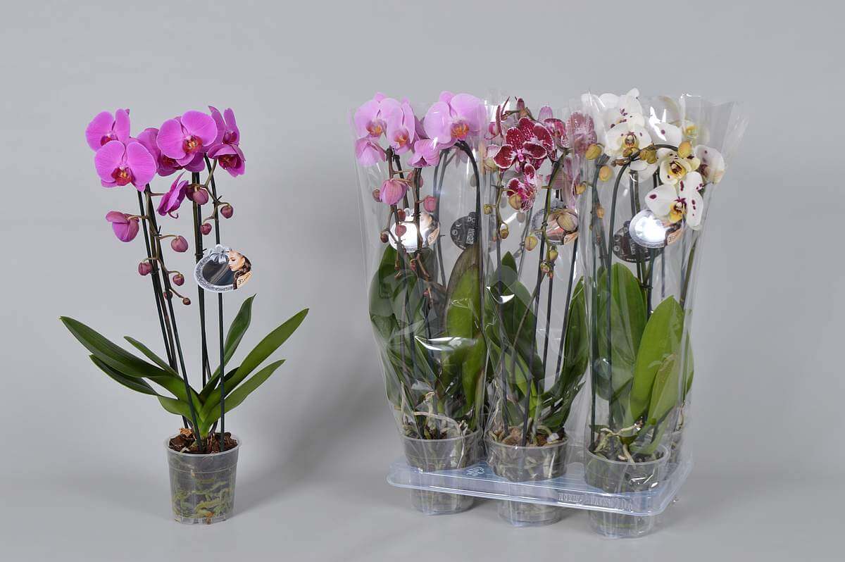 Орхидеи в горшках как подобрать идеальный размер для здорового роста