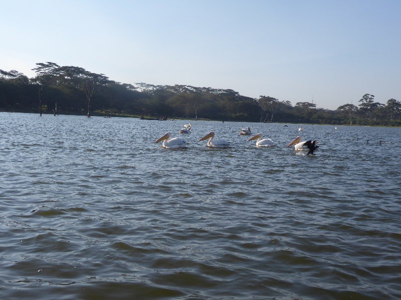 PARQUE NACIONAL DE LAGO NAIVASHA - Un poquito de Kenia: Lagos Naivasha y Nakuru, Samburu y Masai Mara (11)