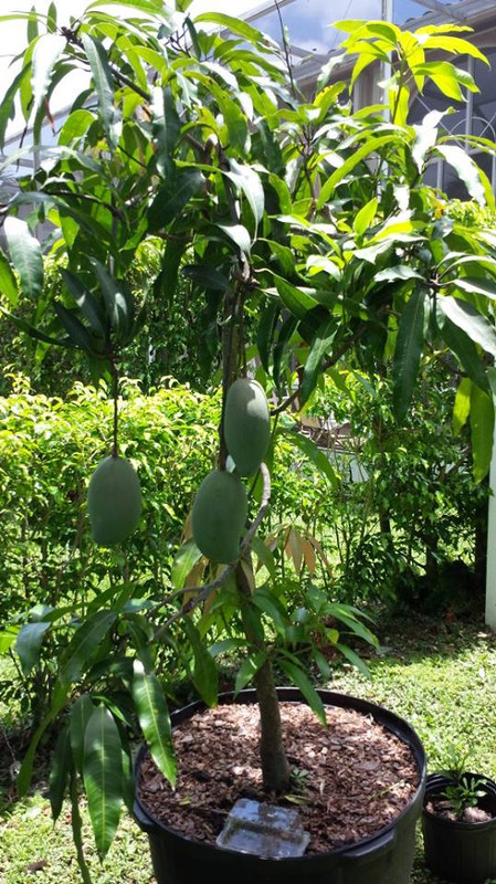 lancetilla mango 7-15-13
