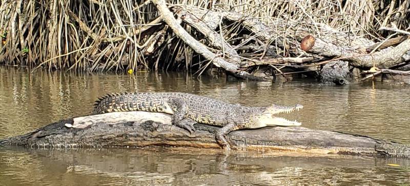 Crocodile 2
