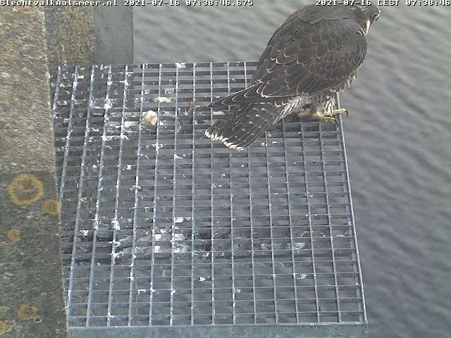 Aalsmeer/Watertoren. Youngster en Sidonia - Pagina 12 Watertoren4-1