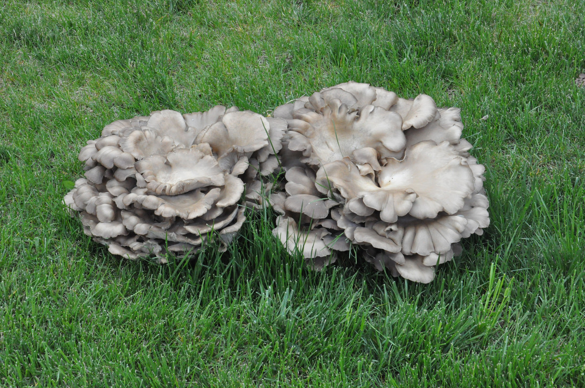 Mushroom001