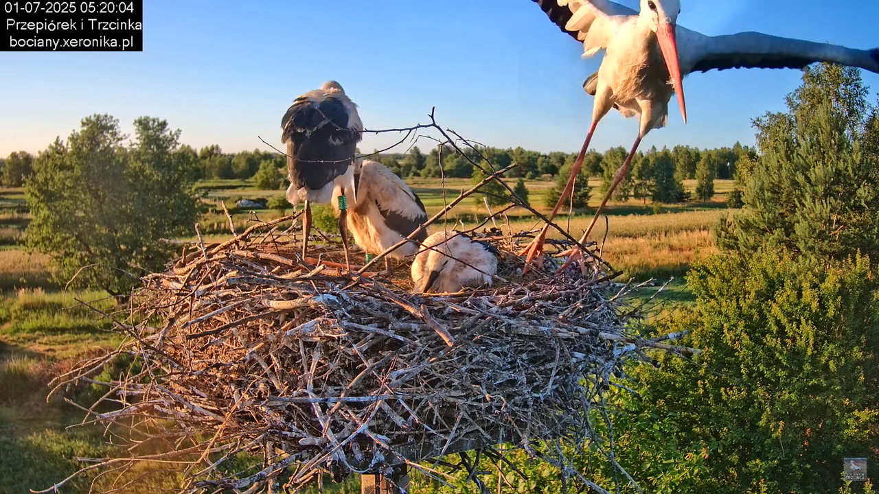 01072025bociany7