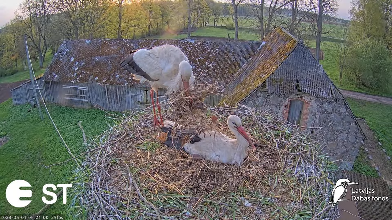 Baltie stārķi (Ciconia ciconia) Tukuma novadā - LDF tiešraide __ White storks in Tukums, Latvia 9-47