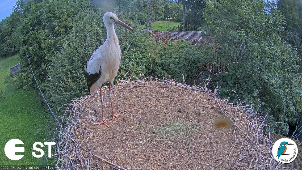 Baltie stārķi (Ciconia ciconia) Tukuma novadā - LDF tiešraide __ White storks in Tukums, Latvia 15-2