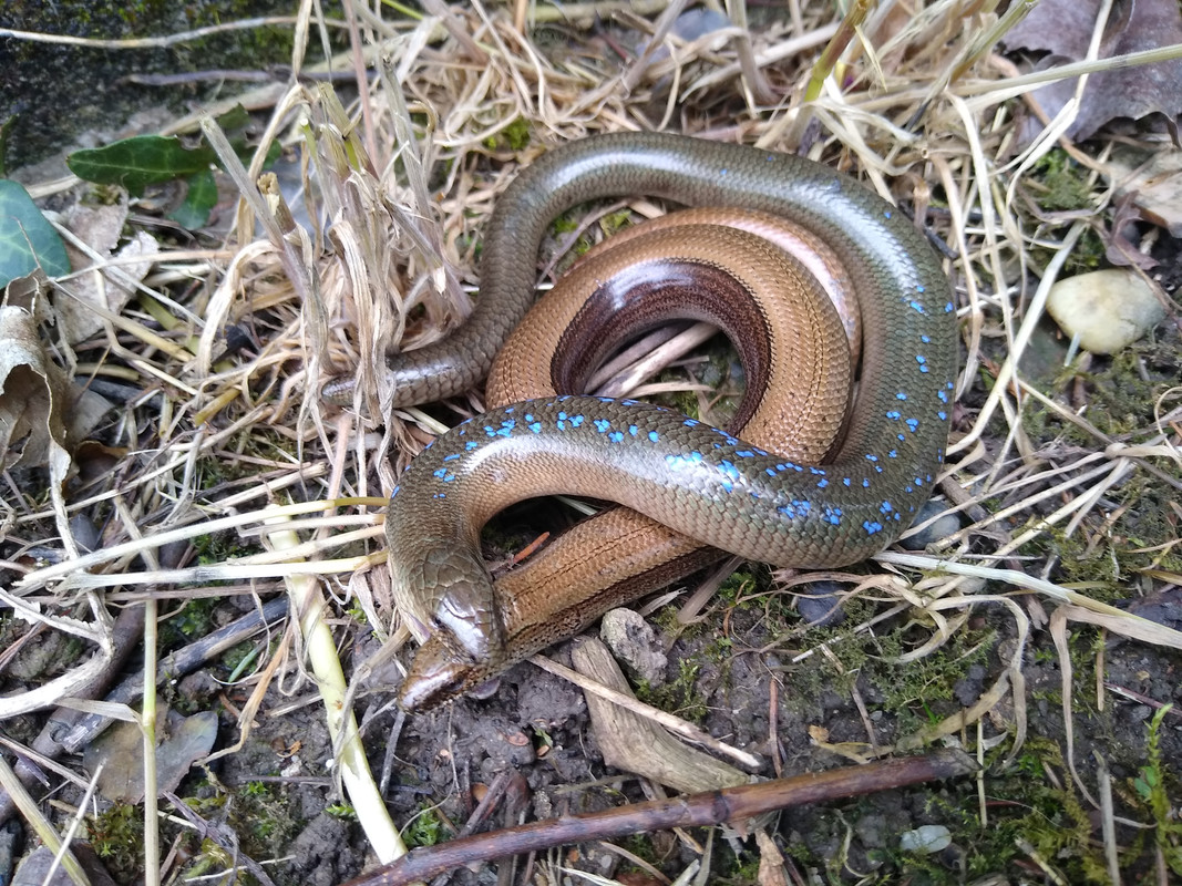 IMG_20210525_171857737