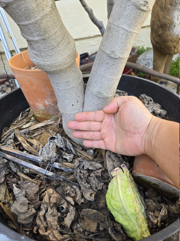 17705797957396815967093643732013