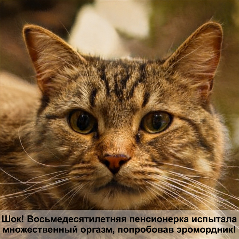 шотландская кошка фото