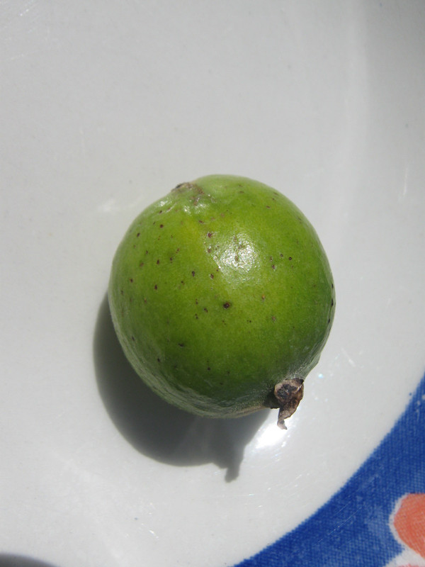 psidium_guineense_20160330T141121