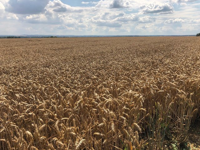 wheat-field-july-2023.jpg