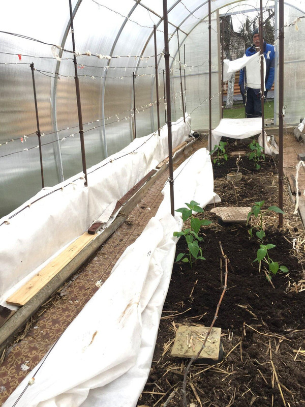 Высаженная часть рассады перцев в пк теплицу, 14 апреля 2020г