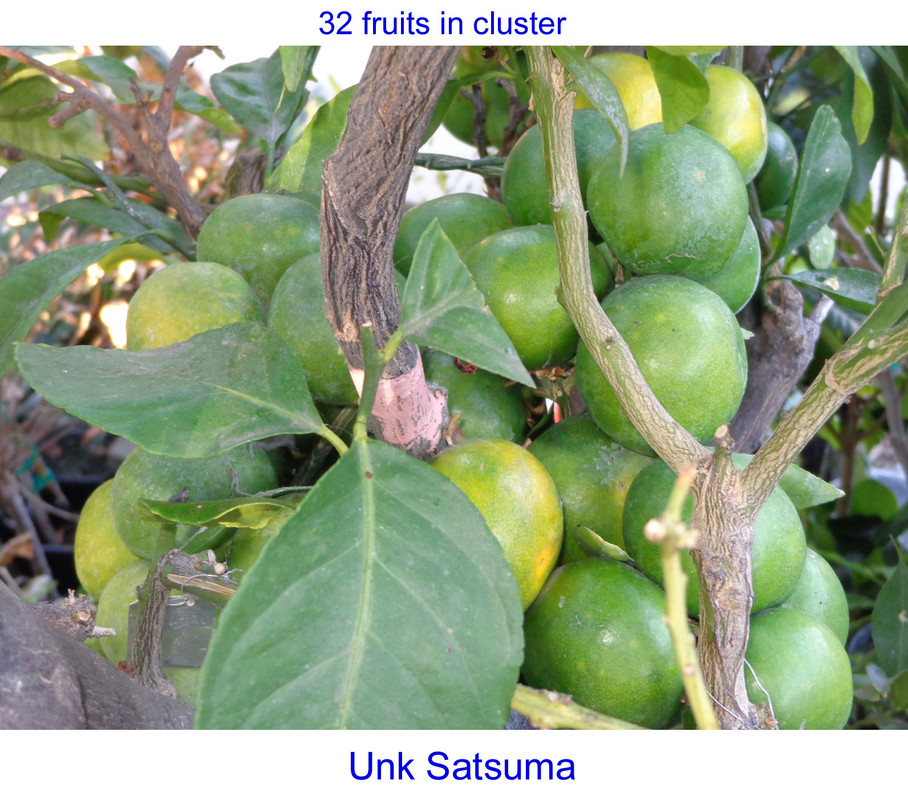 Unk-Satsuma-p2(9-23-21)
