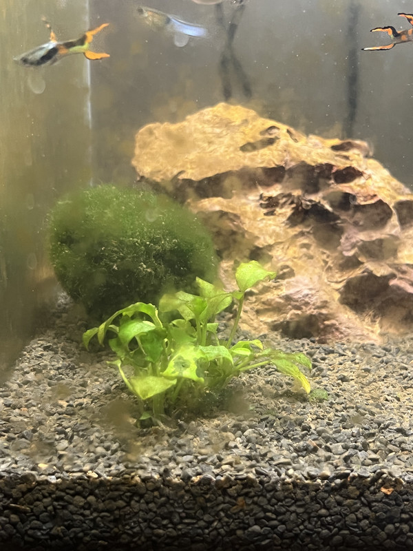 EBA28872-1BBF-44B5-8980-31B89C9ECAE6