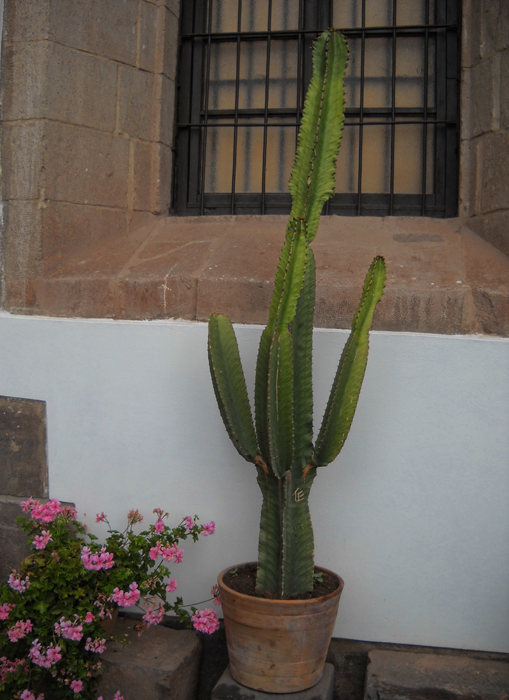 kaktus2.jpg
