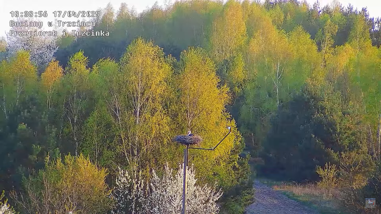 17042025bociany15