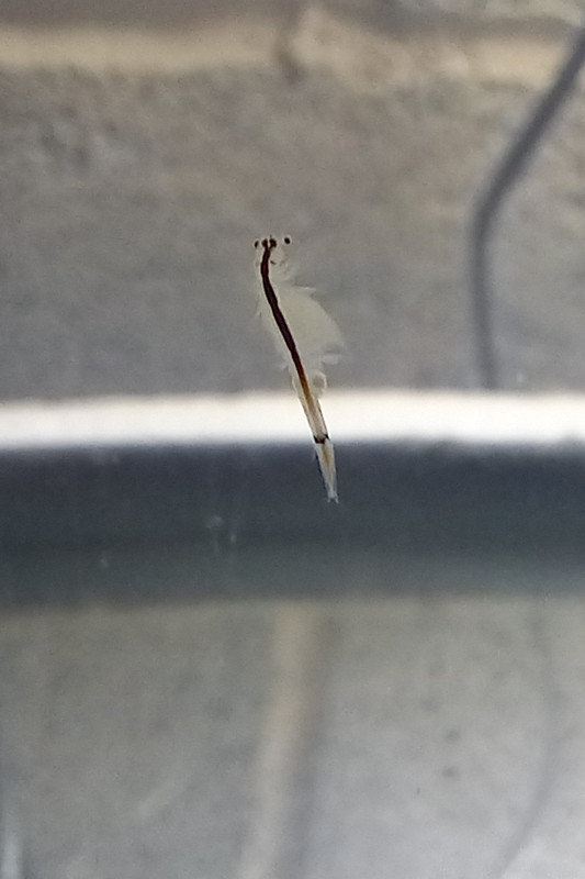 Female with egg sacs