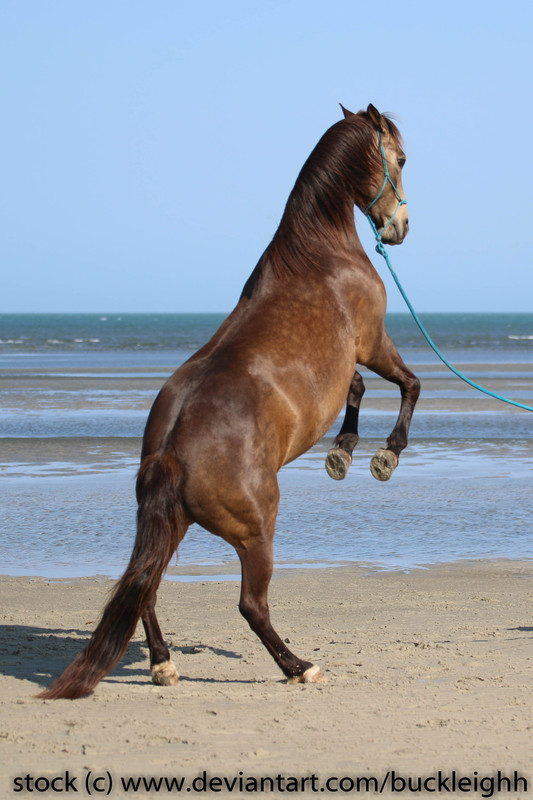 buckskin-horse-rearing-back-view-stock-by-buckleighh-df8owav.jpg