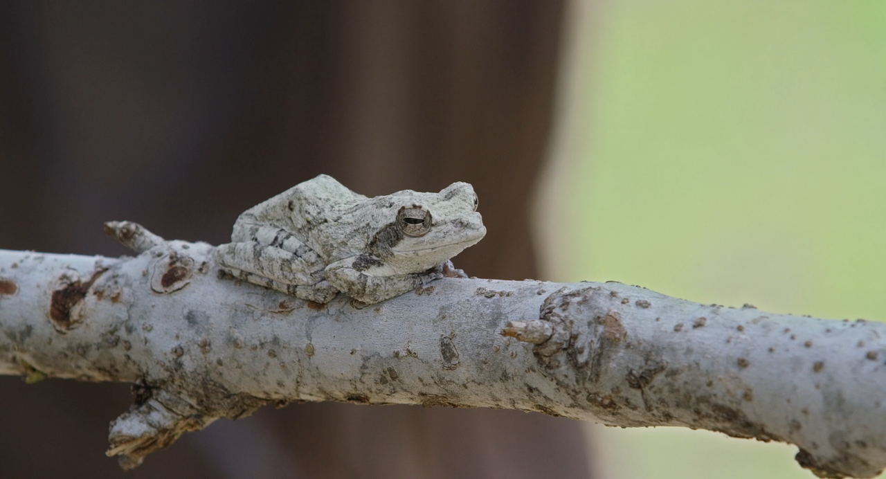 La.Madre.Degli.Elefanti.2019.ITA.ENG.1080p.ATVP.WEB-DLMux.DD5.1.