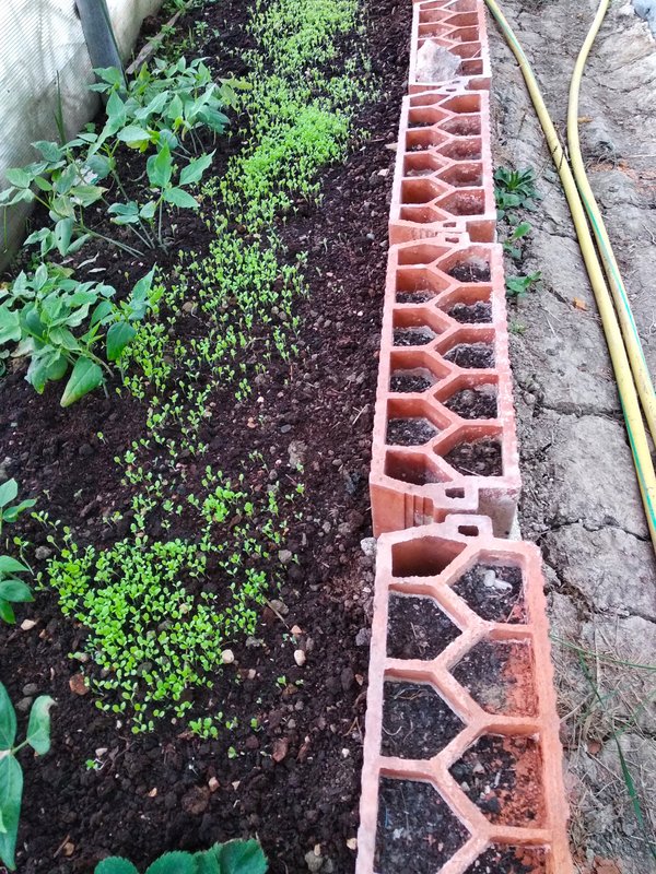 IMG-20241019-191524-1