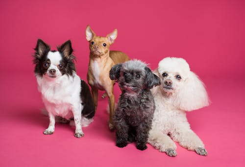 Elegant Pet Food Storage