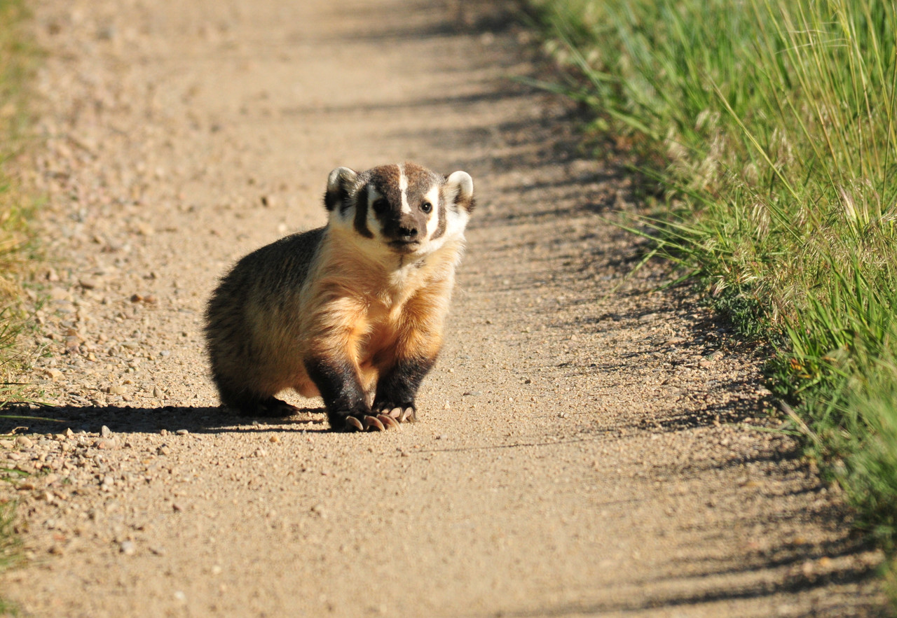 Badger on Seedskadee National Wildlife Refuge (27429246622)