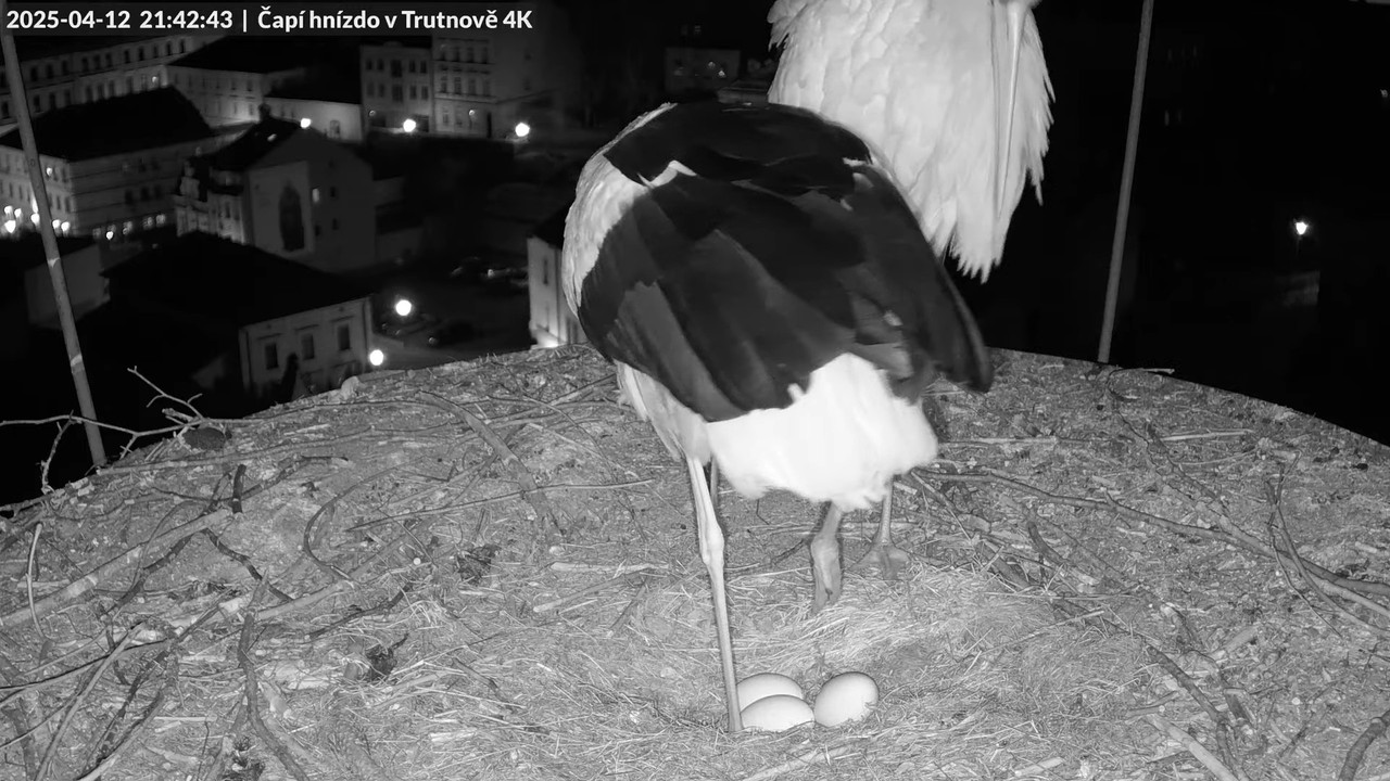 Tiešraidē no stārķa ligzdas uz alus darītavas skursteņa Trutnovā 12-49-23 screenshot