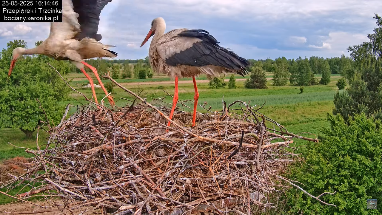 25052025bociany28