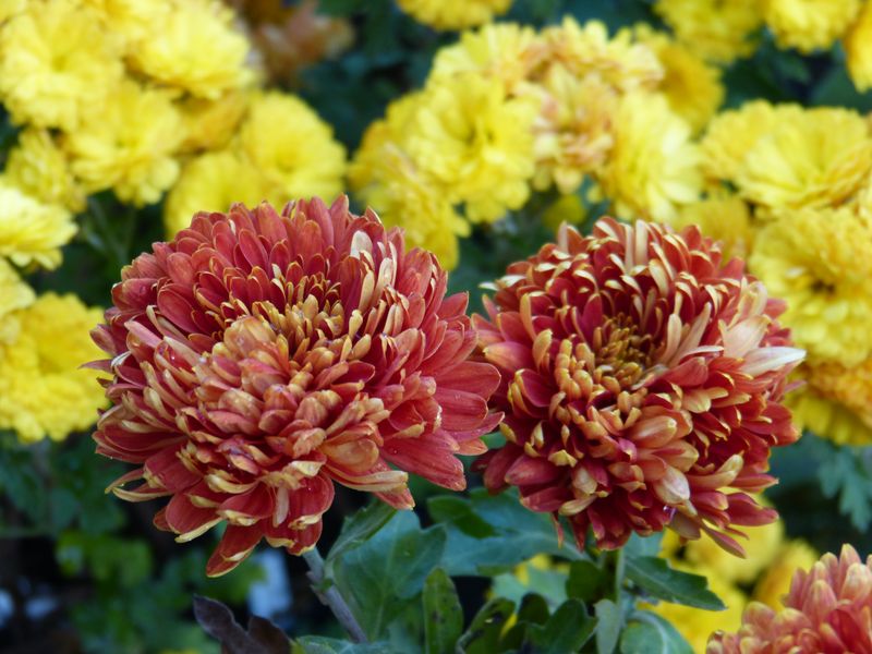 2014-10-29 Chrysanthemum 'Lübeck'