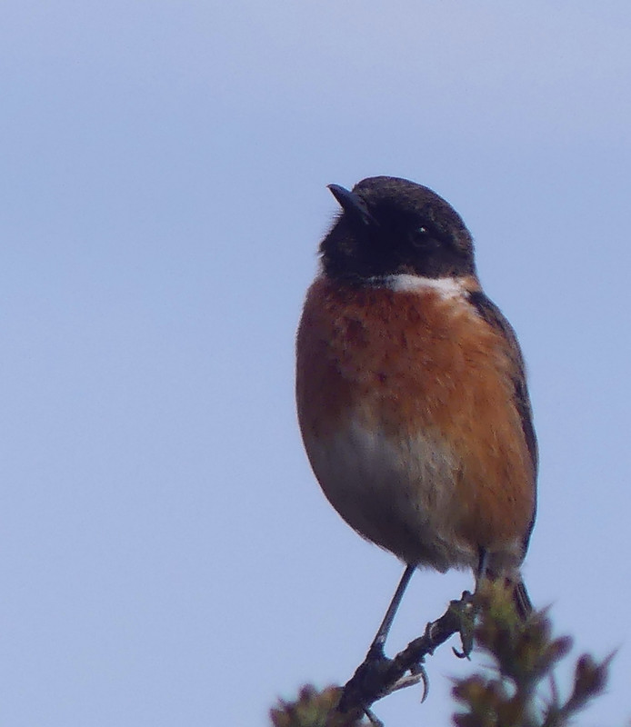 STONECHAT 3