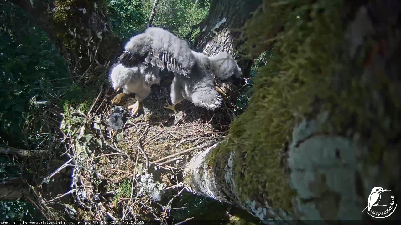 Melnās klijas (Milvus migrans) Kurzemē_ peļu klijāni (Buteo buteo) 14-15-16 screenshot
