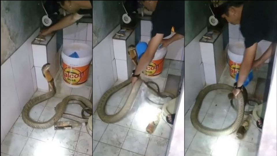 De no creerse: Joven baña a su mascota pero ella intenta atacarlo; era una serpiente