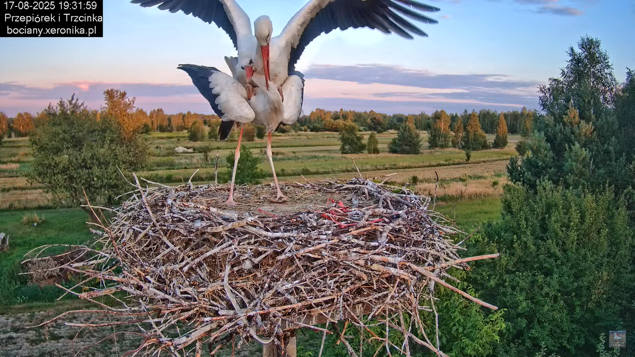 17082025bociany38